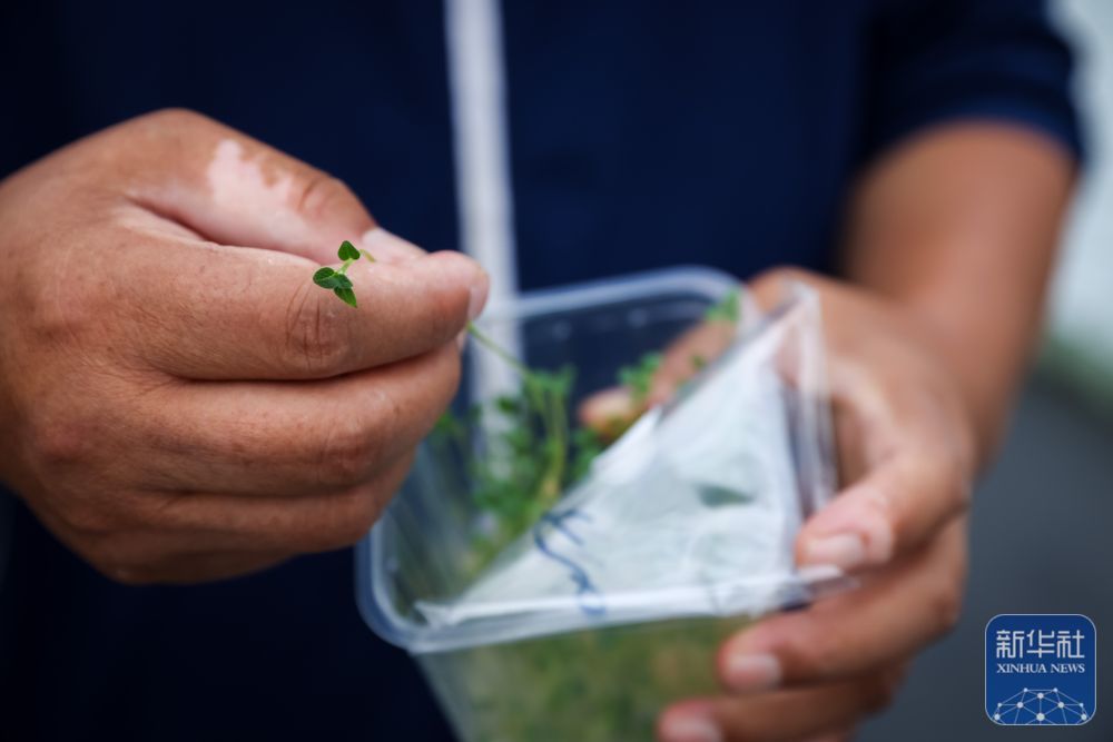 7月24日，工作人员在甘肃定西马铃薯研究所查看马铃薯脱毒苗。新华社记者　吕帅　摄