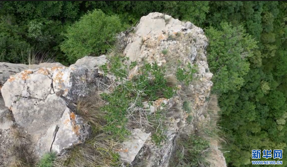 长势较好的丁香叶忍冬种群。河北省林业和草原局供图