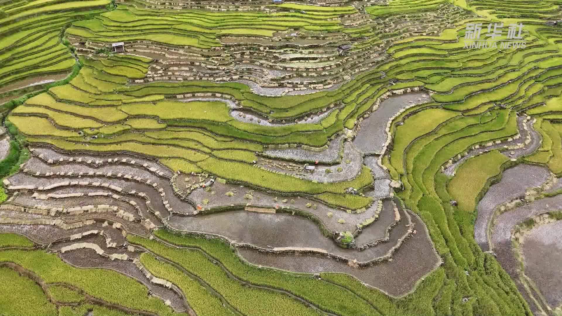 云南绿春万亩梯田开镰收割