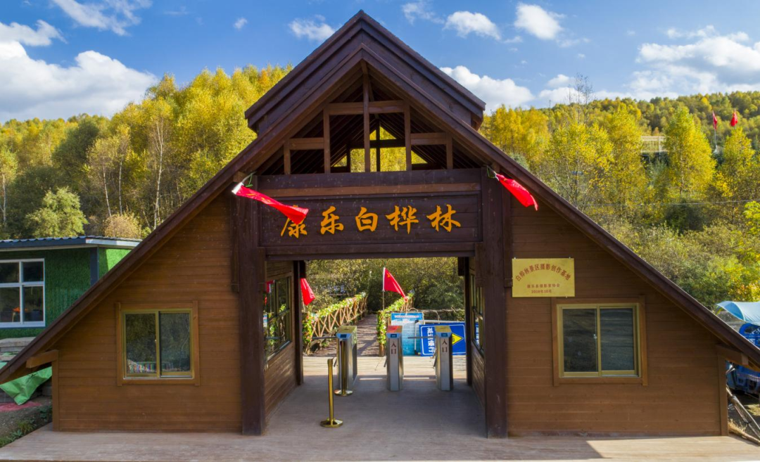 康乐县白桦林