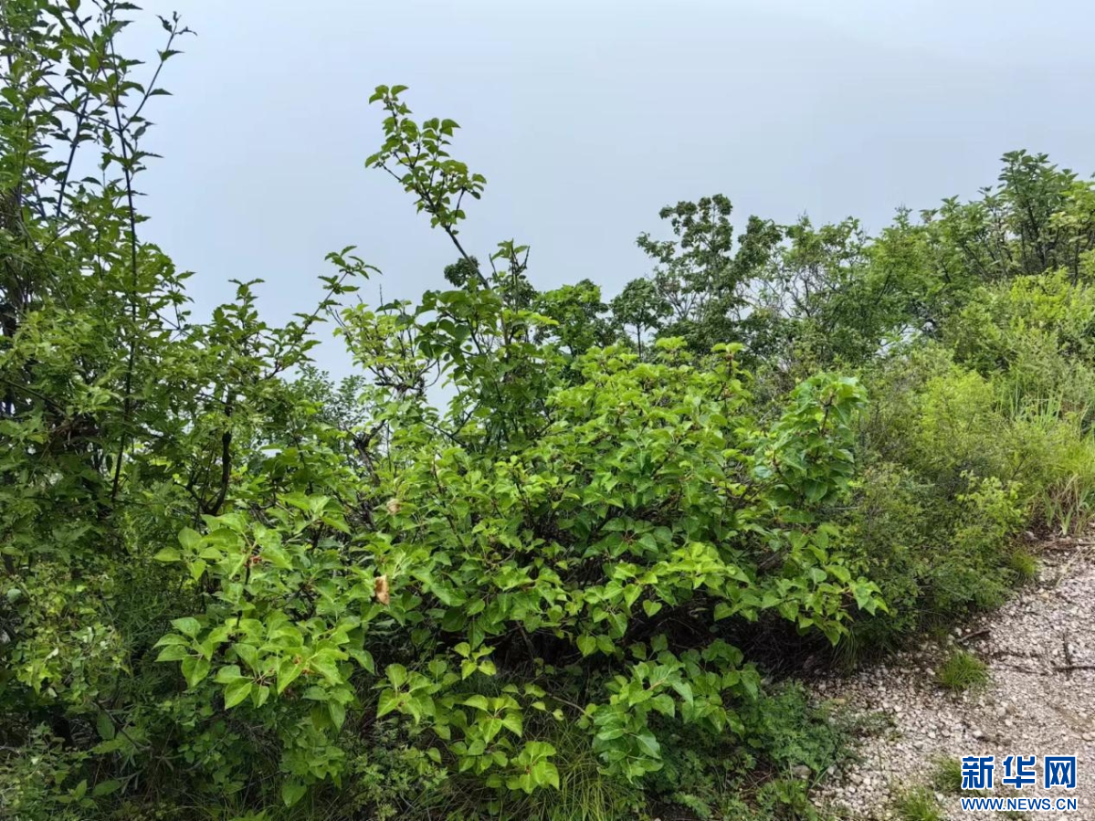 生长于悬崖峭壁之上的丁香叶忍冬野外种群。河北省林业和草原局供图