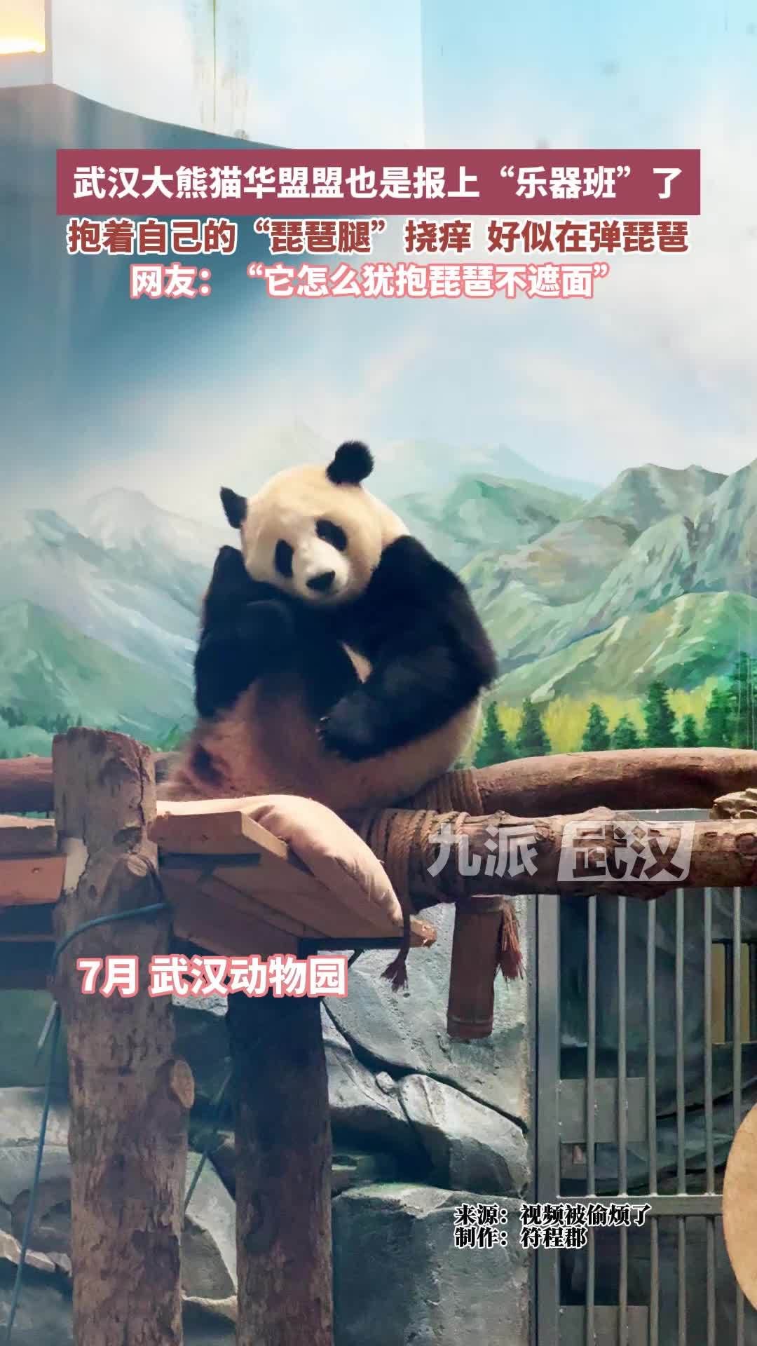 大熊猫华盟盟也是报上乐器班了：抱着“琵琶腿”挠痒，好似在弹琵琶