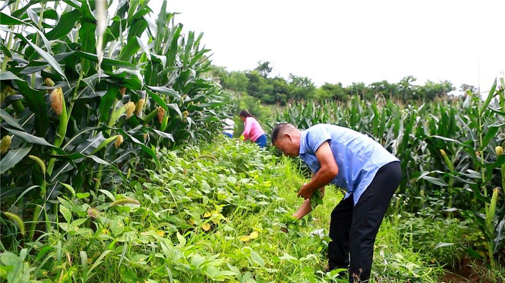 近日，安胜镇高峰村，种植大户林庆国和村民在给即将丰收的大豆锄草疏叶。