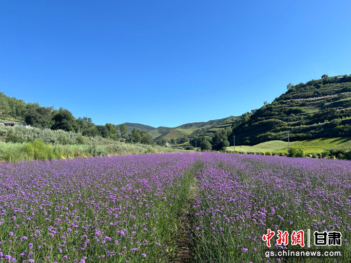 7月30日，“我们的家园 幸福美好新甘肃”网络主题活动采访团走进甘南藏族自治州临潭县八角镇庙花山村，这里紫色的马鞭草花海和蓝天绿树交相辉映，农家田园点缀其中，风景如画。路晓瑛　摄