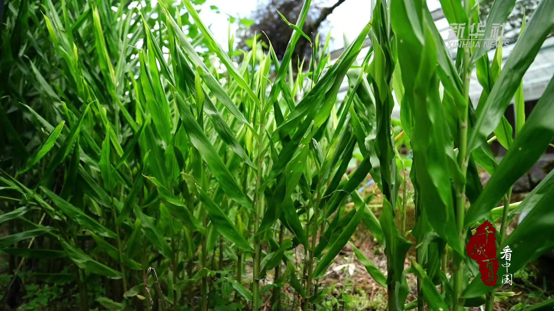 千城百县看中国｜湖北鹤峰：清炒阳荷 夏日里的清新滋味