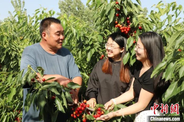 图为临沂平邑县返乡创业夫妇建设的樱桃采摘园。平邑县委宣传部供图