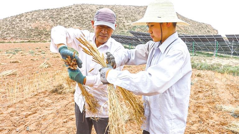 皋兰县农民收割禾尚头小麦　安娜　摄