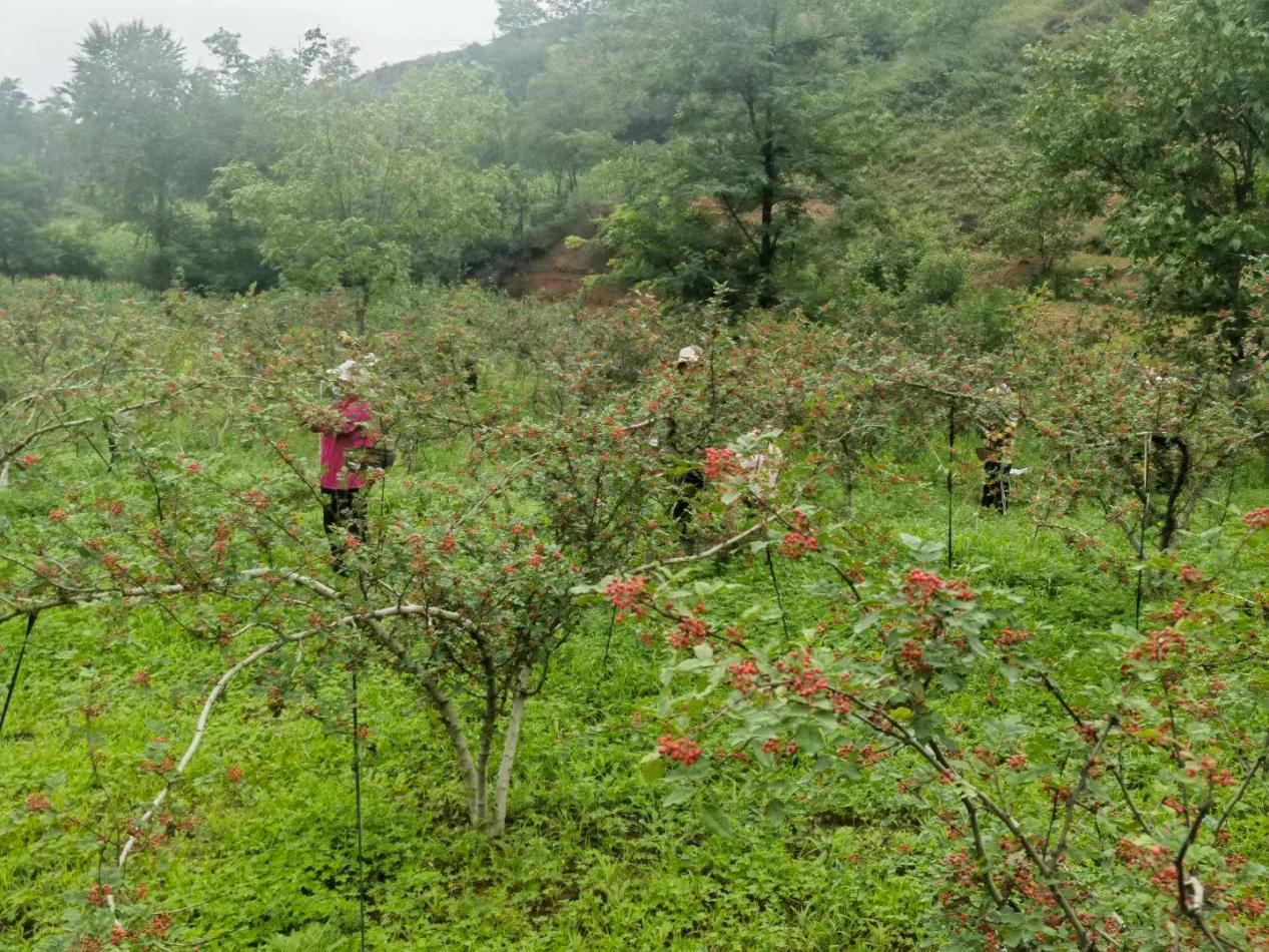 椒农们正在采摘花椒