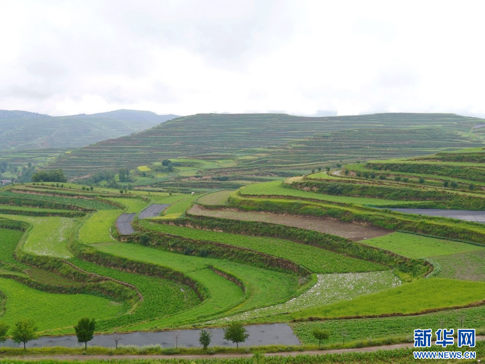 宕昌县药材种植场景