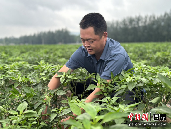 图为色素椒种植基地负责人正在田里查看辣椒生长情况