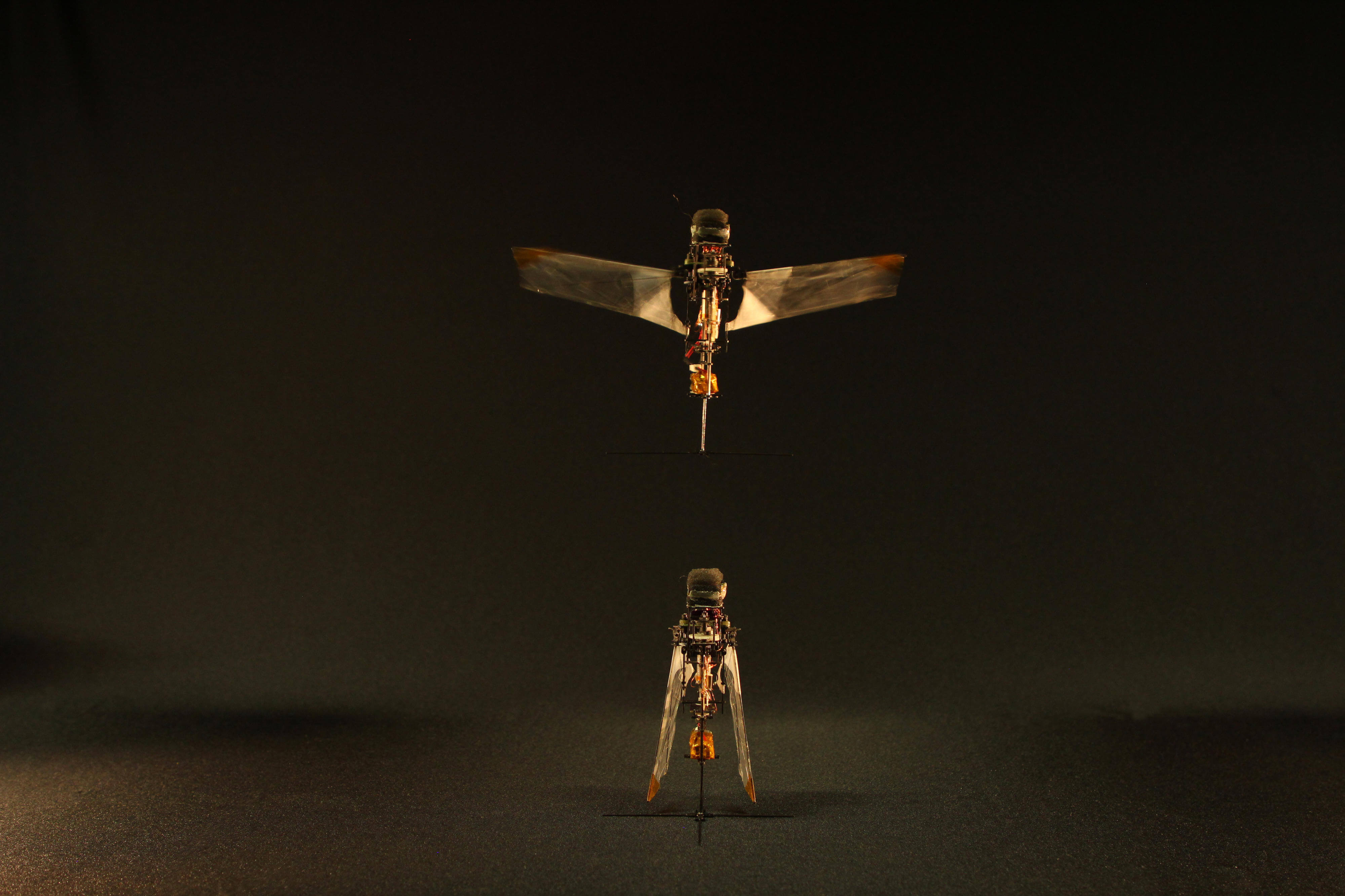 可以快速关闭机翼的微型扑翼机。