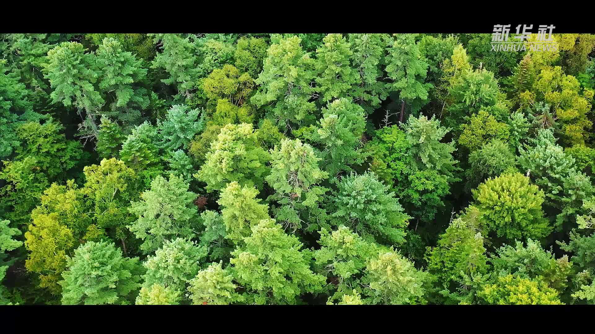 国家公园携手世界冠军绽放生态华章：东北虎豹国家公园