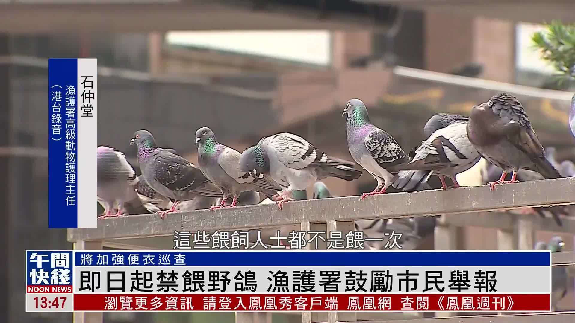粤语报道｜香港2日起禁喂野鸽 渔护署鼓励市民举报