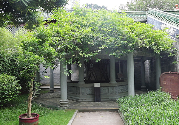 神奇！400年前种的鹰爪兰开花是什么样？来广州海幢寺观赏