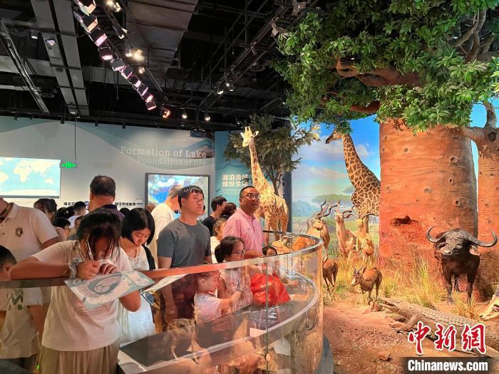 8月6日晚，“湖泊&middot;生命&middot;呼唤——贝林捐赠动物标本暨鄱阳湖自然生态展”在江西省博物馆开展。李韵涵摄