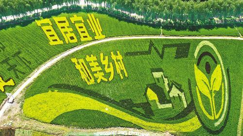 作为当地农旅融合发展样板，徐水区神农现代农业示范园设计了稻田画，以吸引众多游客前来观赏。这是8月3日拍摄的稻田画。 本报通讯员 白天龙摄
