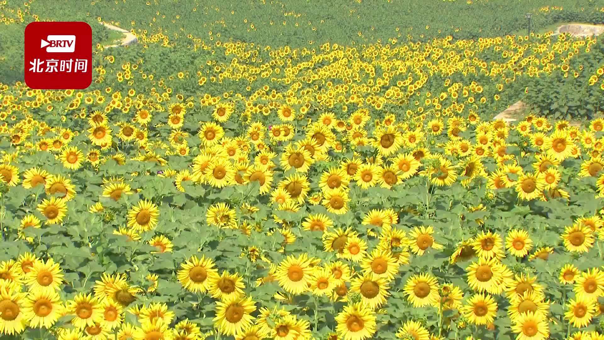 金色油葵花开成海，千亩梯田扮靓秋色