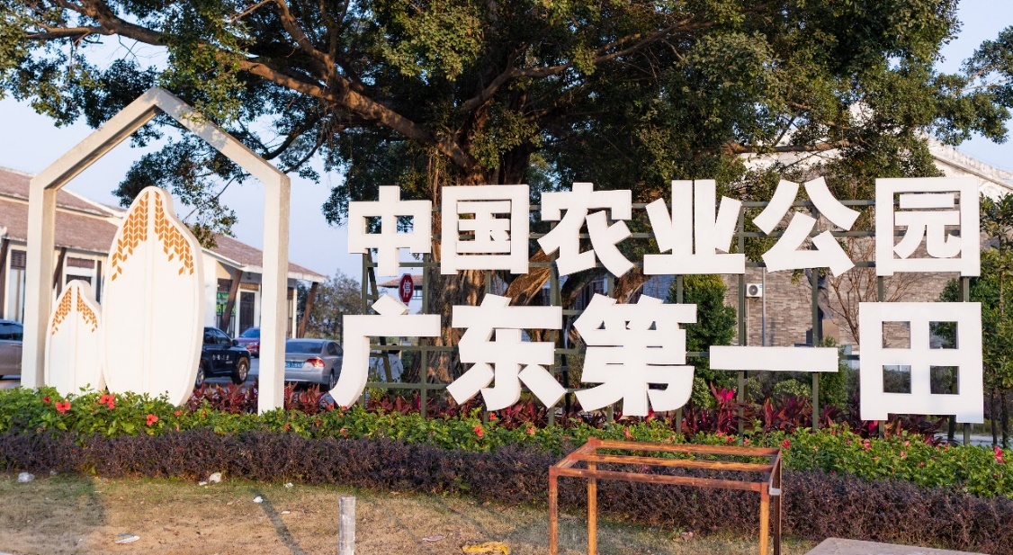 位于台山市都斛镇的“广东第一田”