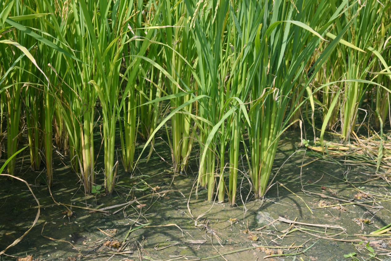 图为:节水抗旱稻种植在沙土地上,依然挺拔。(华南农业大学宣传部供)
