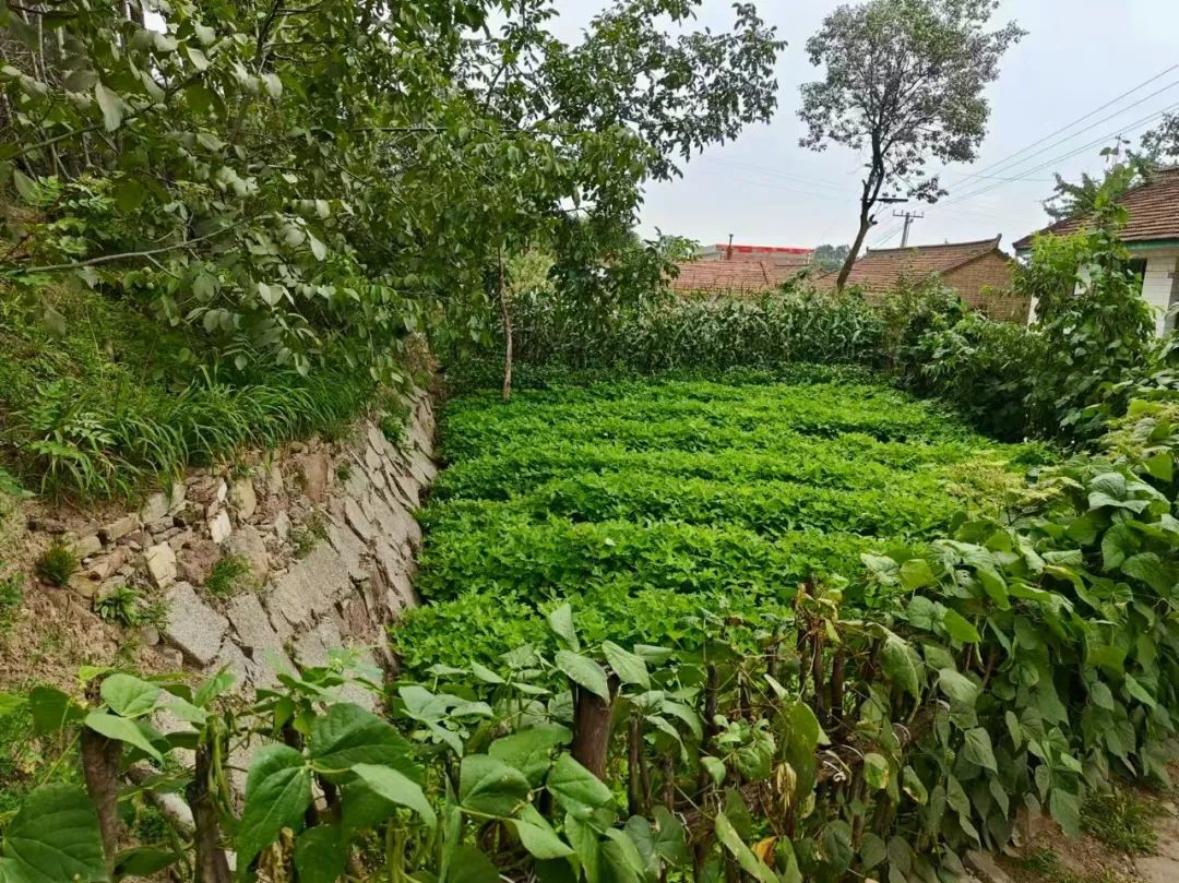 应季果蔬+花卉能得到啥？华亭农户一院双开效益翻倍