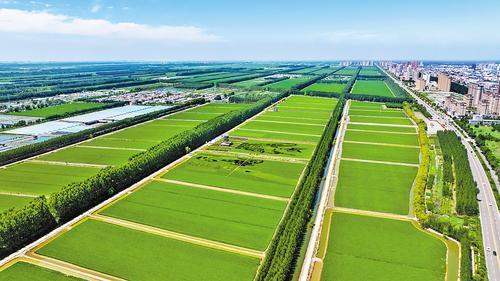 7月17日拍摄的唐山市曹妃甸区第四农场聚享水稻种植专业合作社现代农业示范基地。本报记者 赵 杰摄
