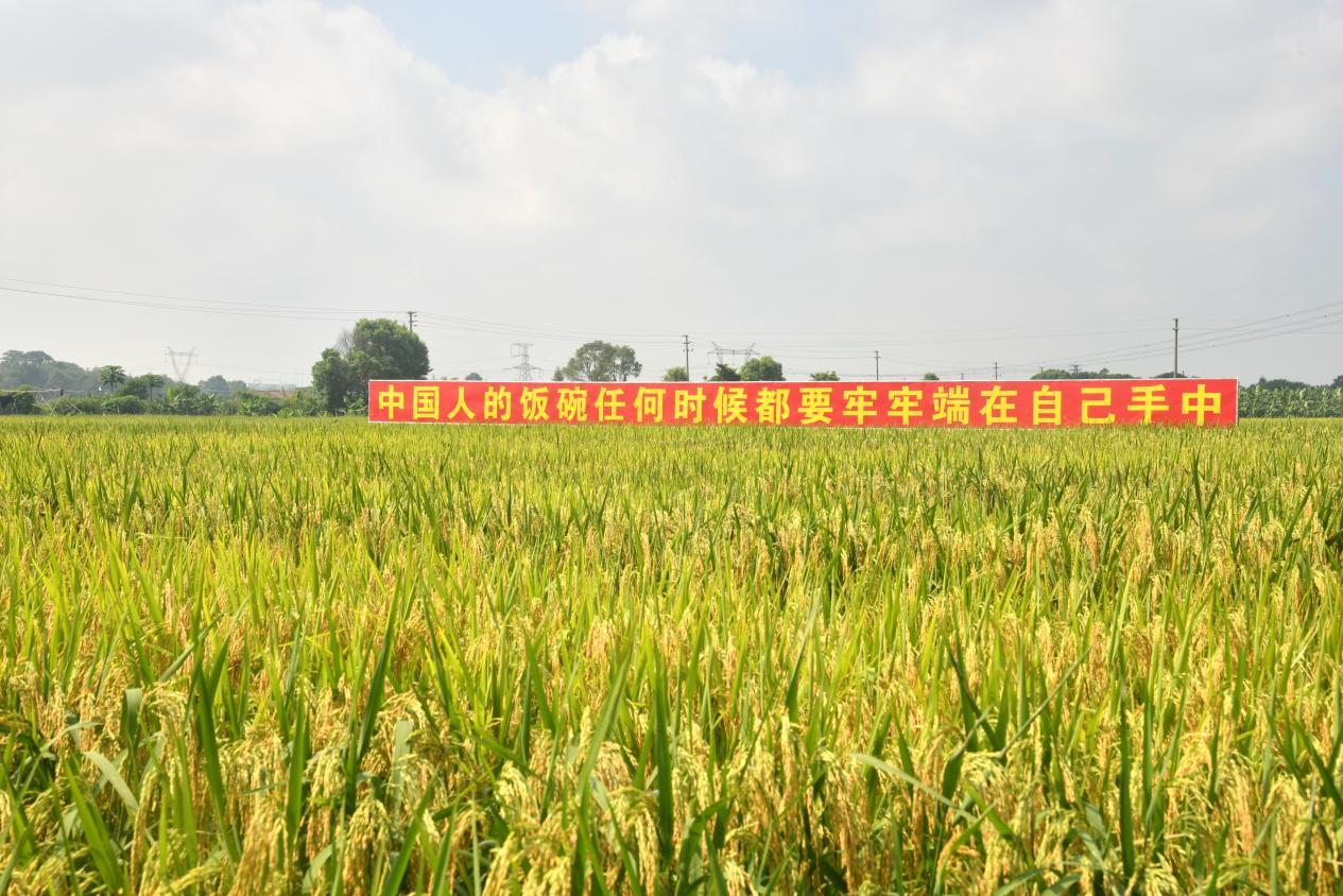 图为:节水抗旱稻田。(华南农业大学宣传部供)
