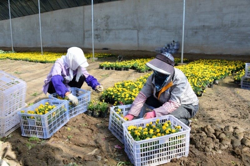 金原村村民在大棚内整理花苗