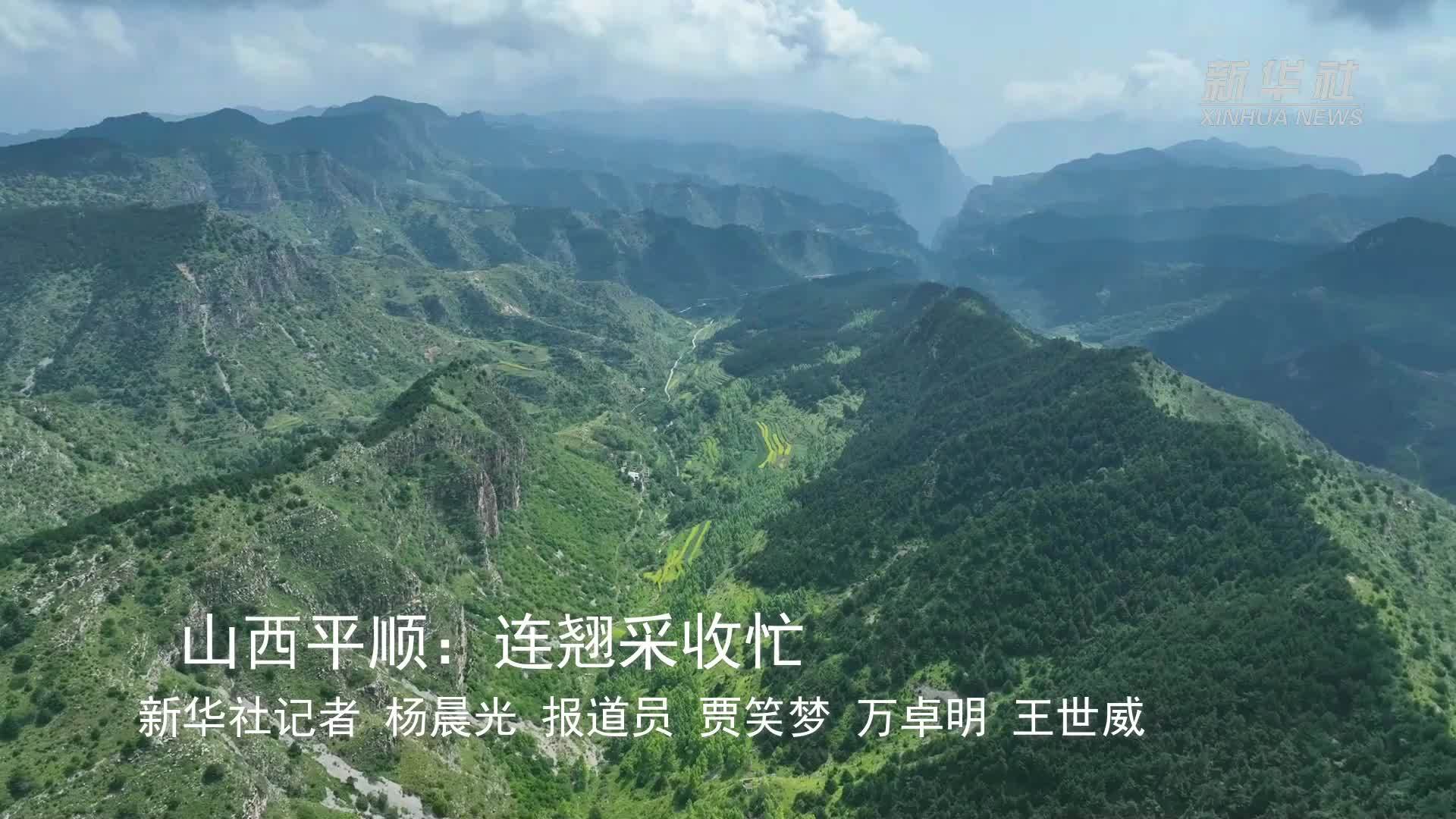 山西平顺：连翘采收忙