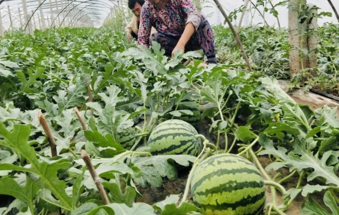 “金麒麟”大丰收　华亭农户“瓜”分甜蜜