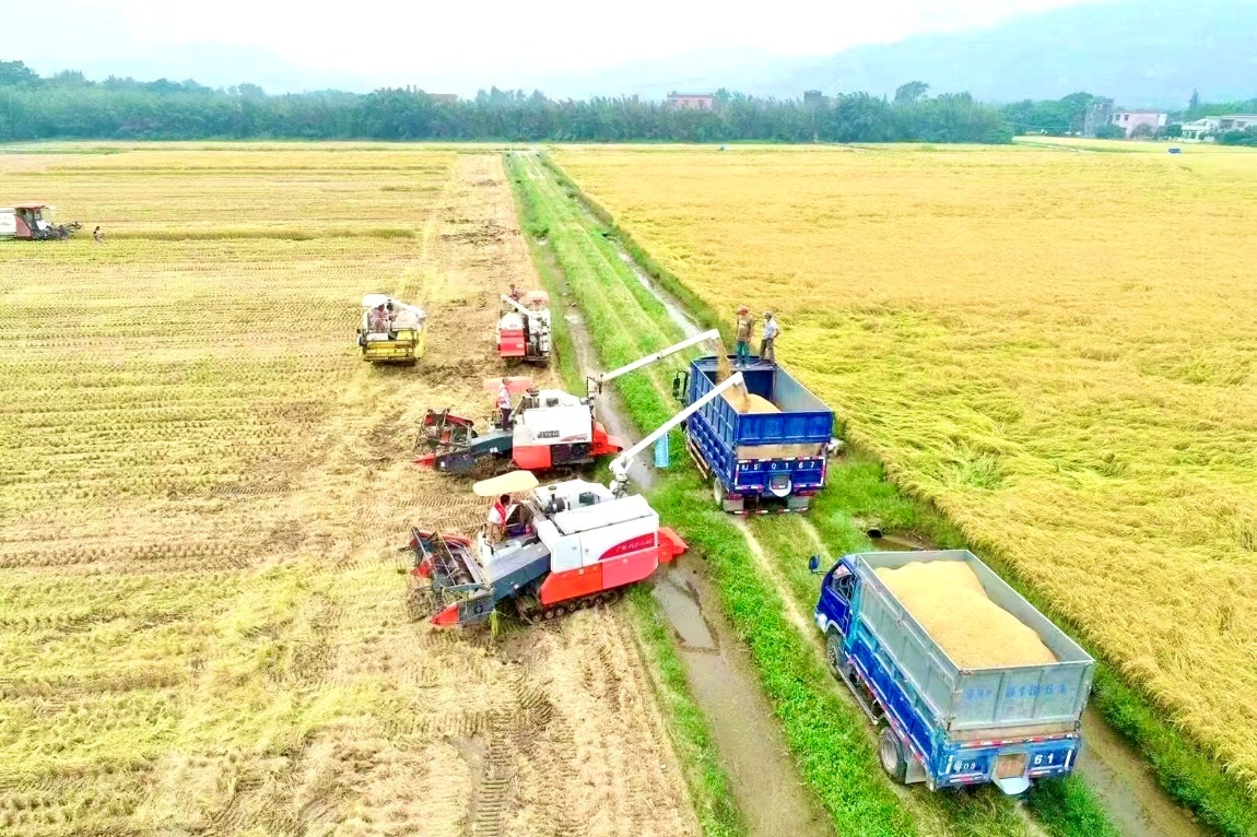 都斛镇立记农场正在开展夏收工作