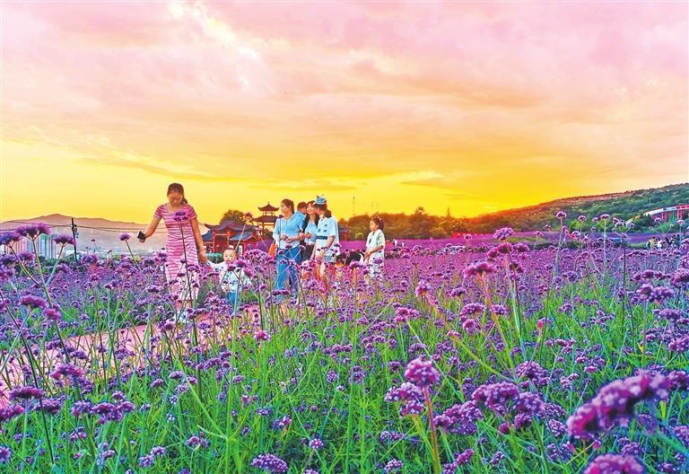 近日，清水县花舞北山的马鞭草进入盛花期，在晚霞的映衬下，如一幅美丽的画卷，吸引人们前来赏花游玩。新甘肃&middot;甘肃日报通讯员　雷金锋