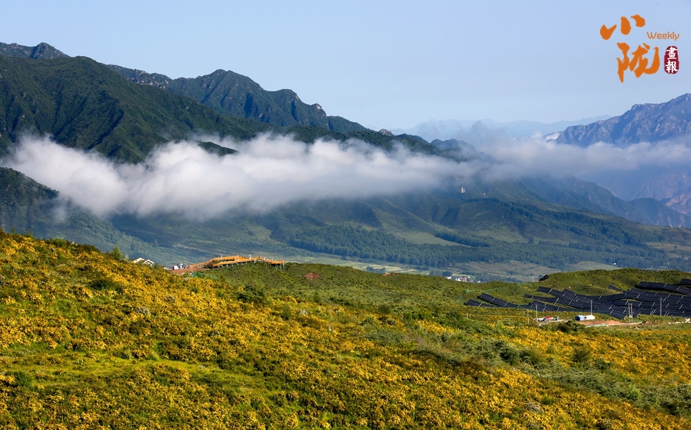 积石山下花烂漫 金露梅开迎客来