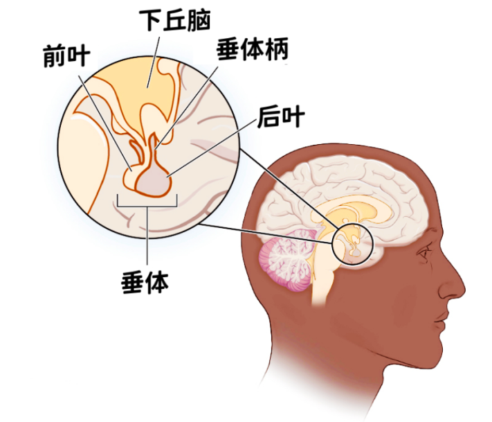 大脑脑垂体位置图片图片