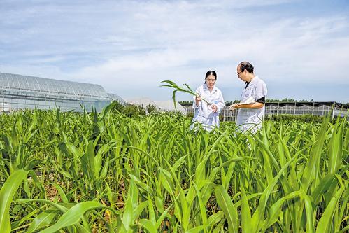 7月17日，河北省农林科学院滨海农业研究所农业综合试验站科研人员在查看耐盐农作物的生长情况。本报记者 赵杰摄