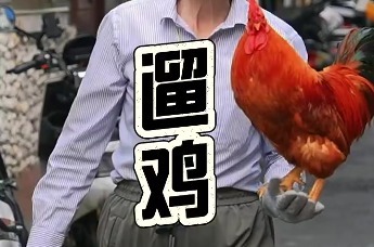 见过遛鸟的、遛狗的，见过遛公鸡的吗？