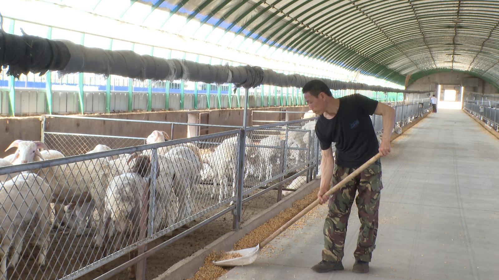“羊贵妃”晋升致富主角　永昌“畜”势腾飞正当时