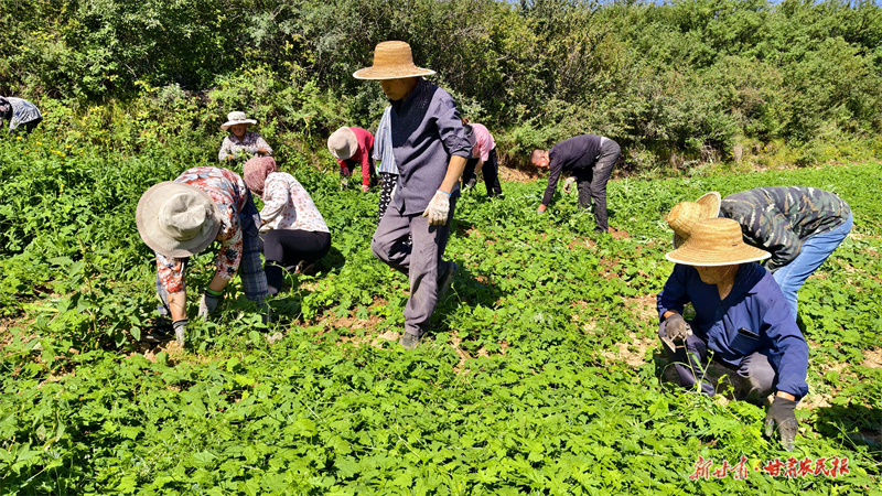 村民正在药材地里除草