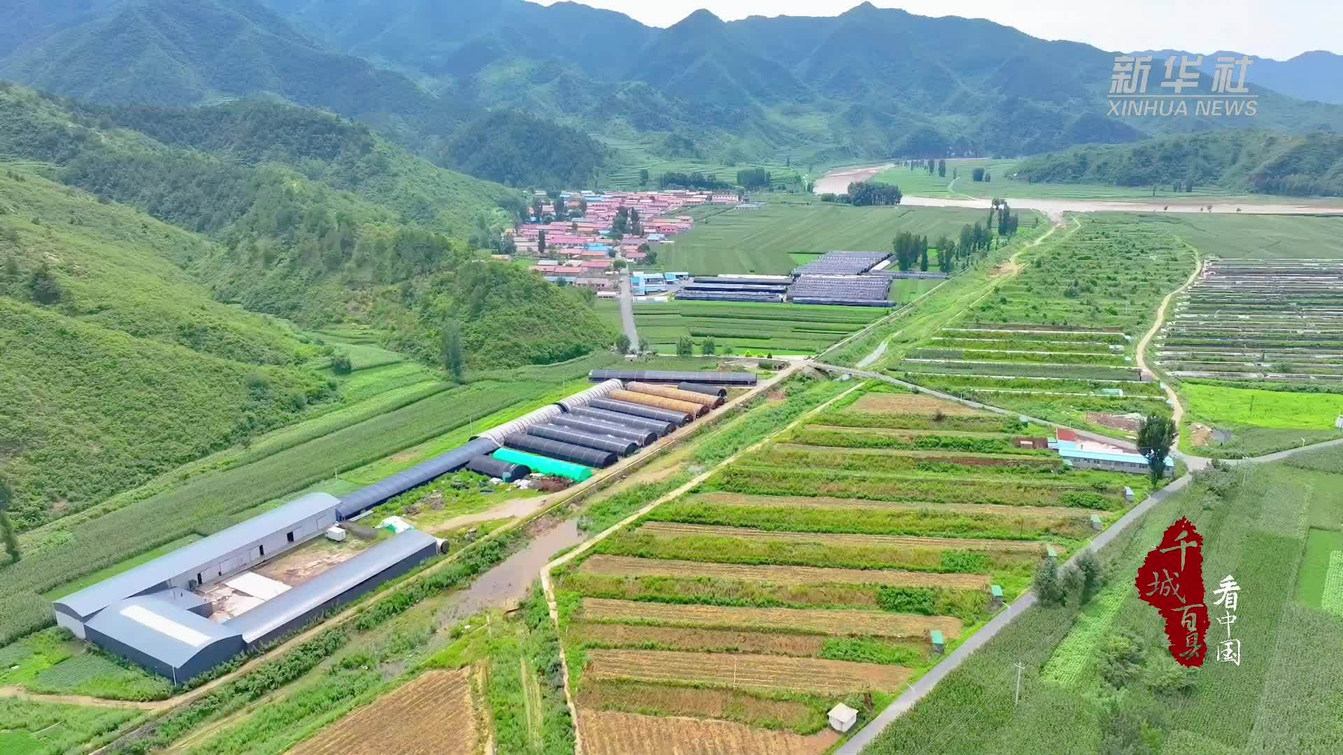 千城百县看中国｜河北宽城：小灵芝撑起“致富伞”