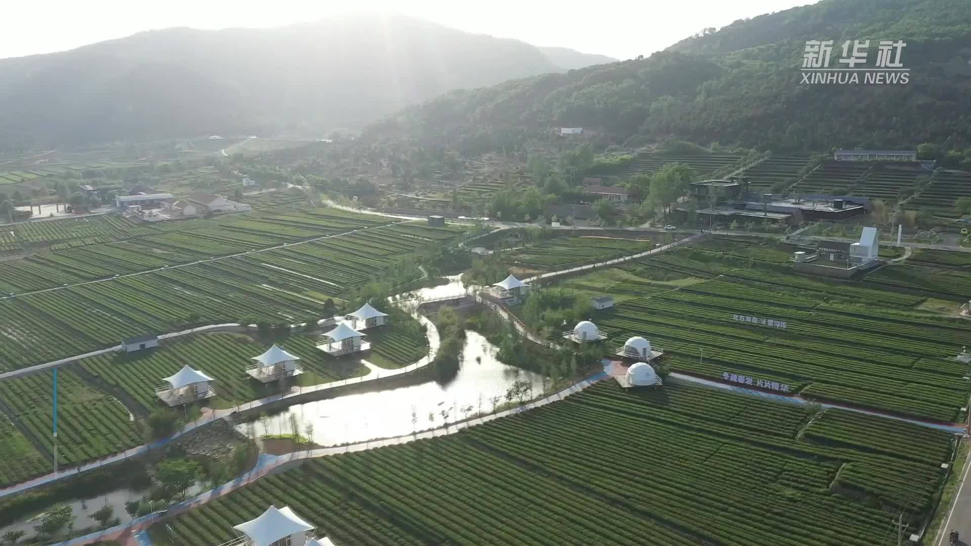 山东岚山：茶旅融合让茶山变金山