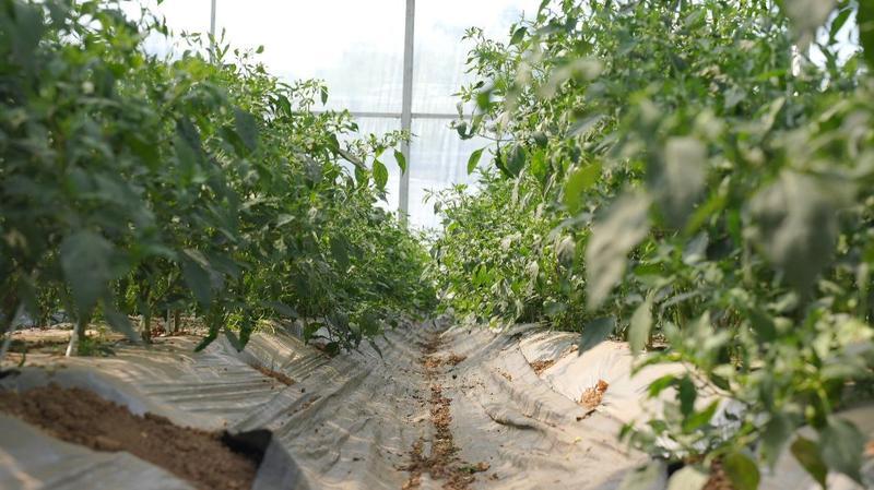 ▲樟树港辣椒植株较矮，属于早熟品种。摄影丨周翼