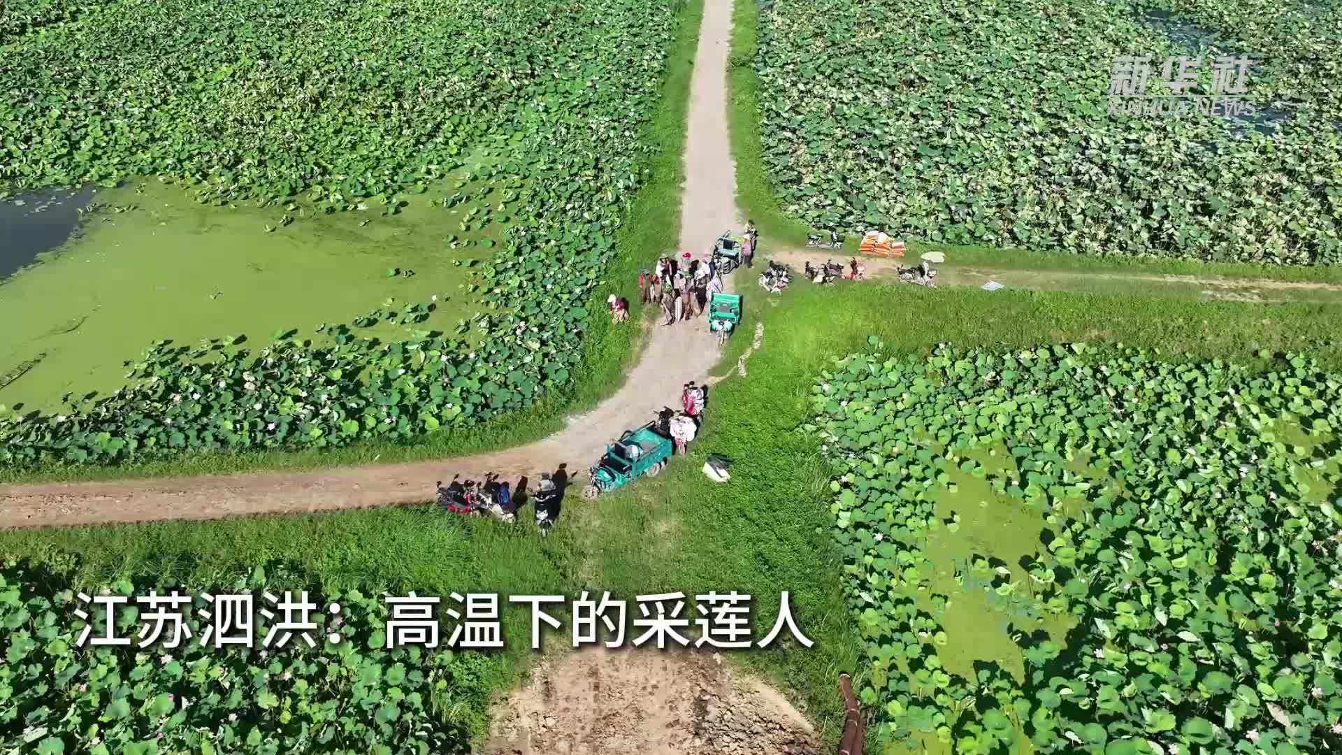 江苏泗洪：高温下的采莲人