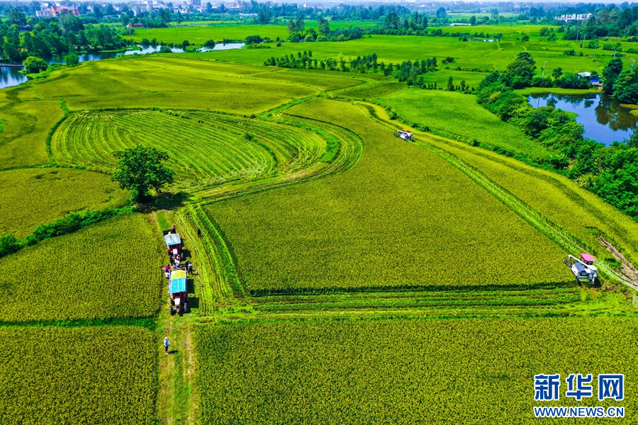 8月11日，在河南省信阳市光山县罗陈乡张楼村青龙河合作社，社员正在抢收头茬再生水稻。