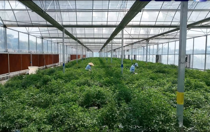 ▲工人正在采收樟树港辣椒。摄影丨周翼