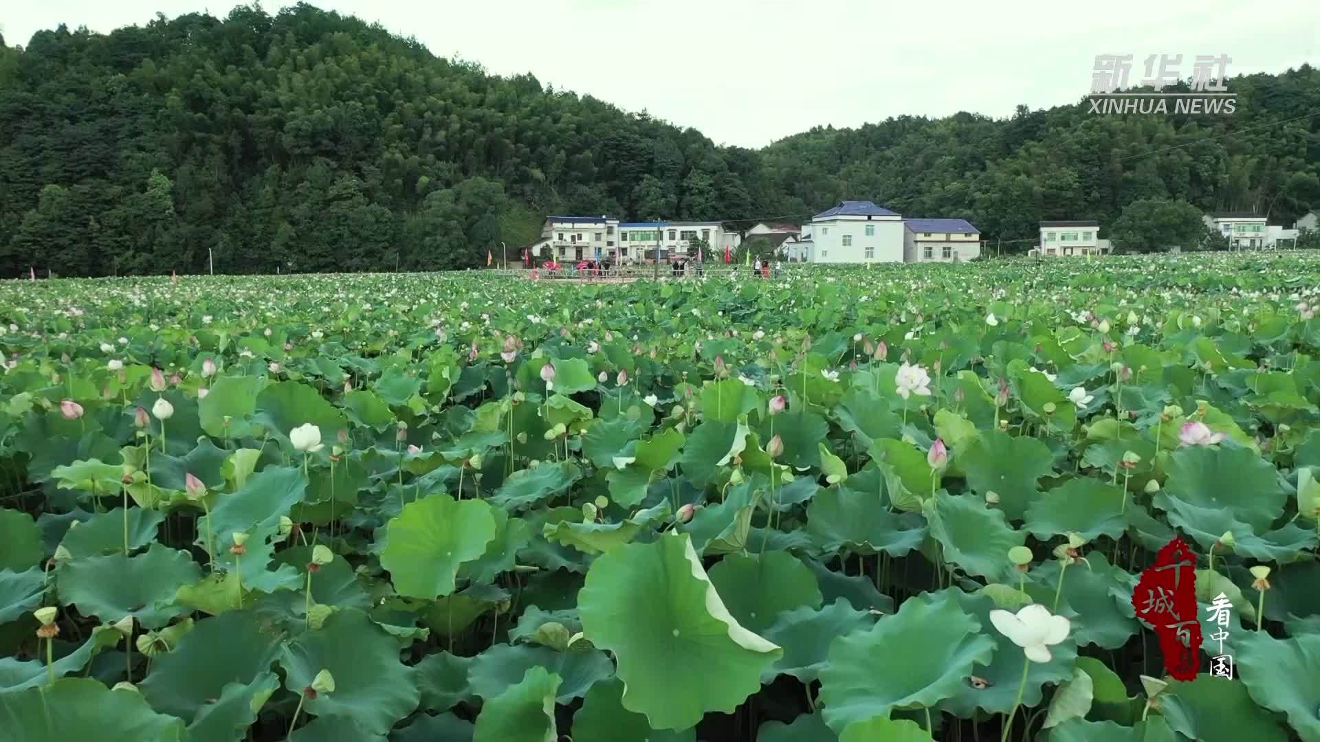 千城百县看中国｜湖南湘乡：莲香荆泉