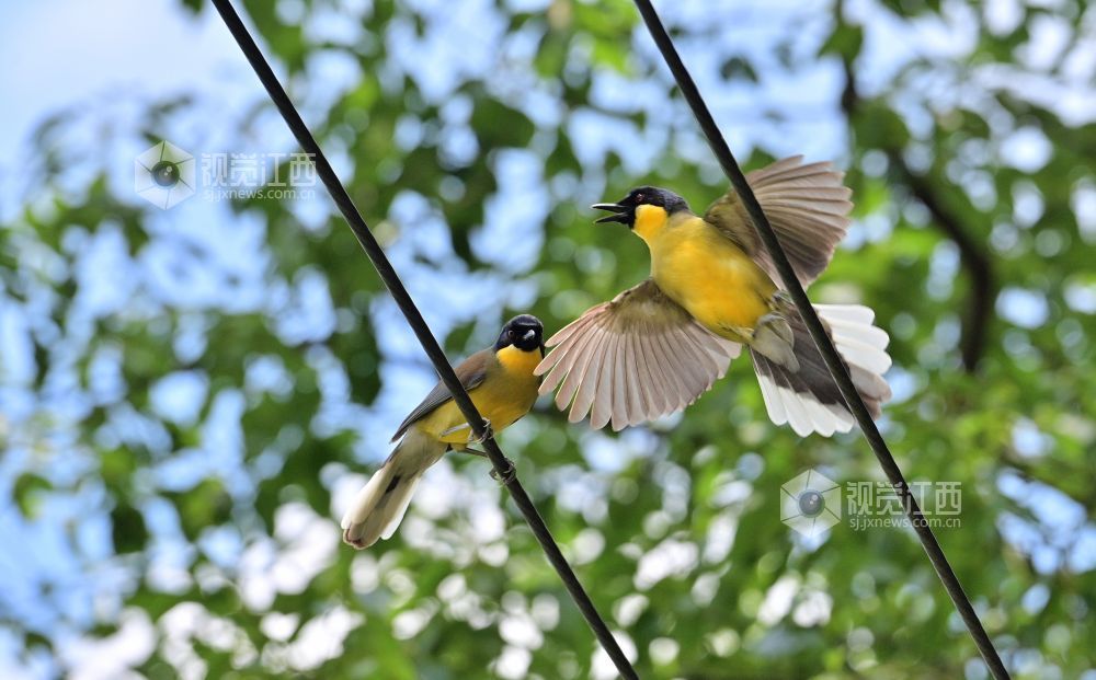 7月9日，婺源县太白镇曹门村，两只中国特有鸟种、国家一级重点保护野生动物蓝冠噪鹛正在觅食。（图据江西日报）
