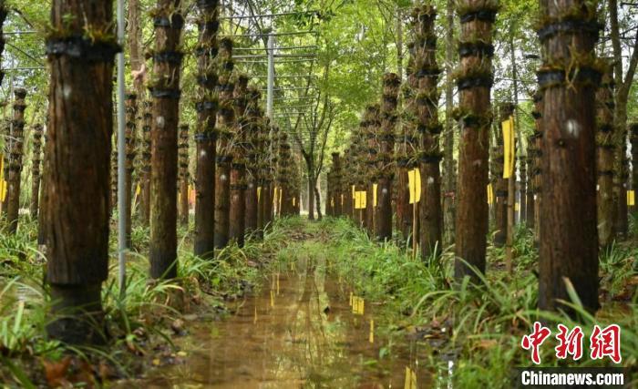 图为林下石斛。龙南市融媒体中心供图