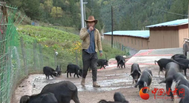 猪王带领群猪每天运动十几小时　95后新农人：让你火