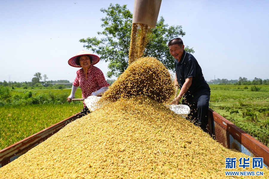 8月11日，在河南省信阳市光山县罗陈乡张楼村青龙河合作社，社员正在抢收头茬再生水稻。