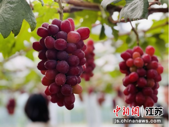 盘城特色葡萄品种——浪漫红颜。 南京江北新区盘城街道供图