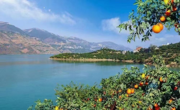 奉节脐橙成为生态致富果。